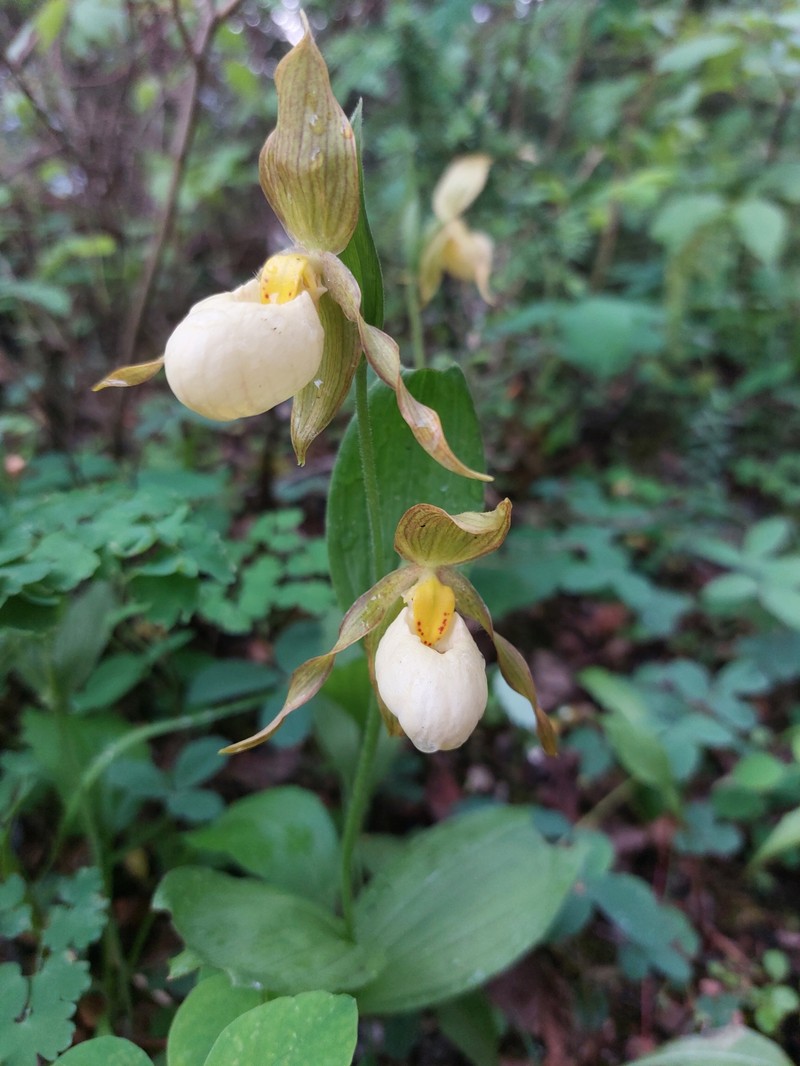 hybrid ladyslipper