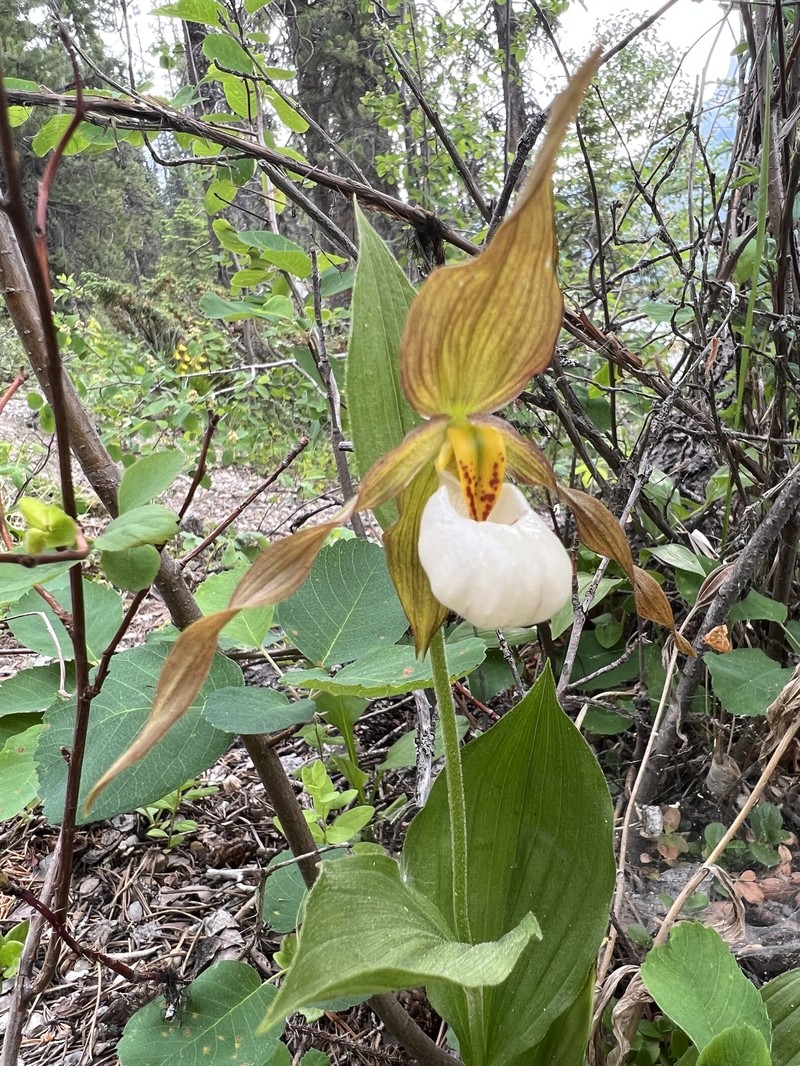 hybrid ladyslipper photo 2