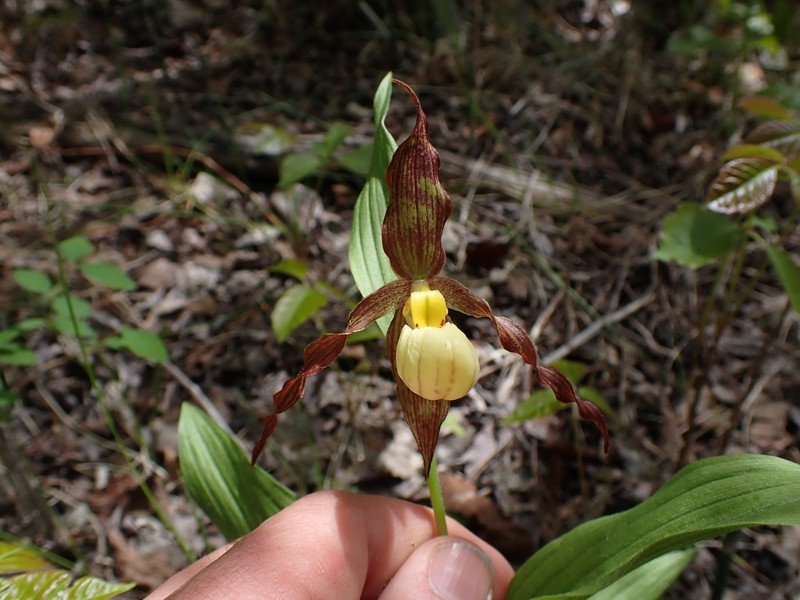hybrid ladyslipper photo 3