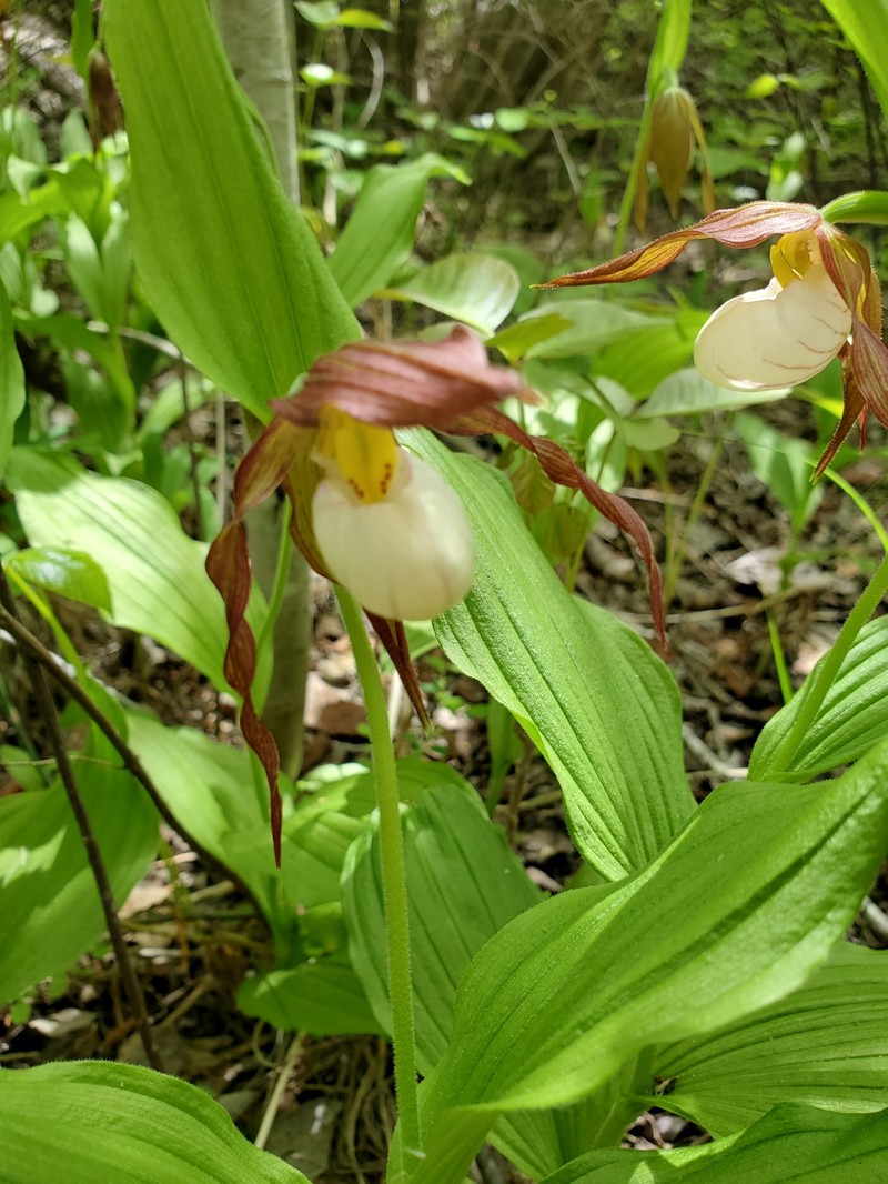 hybrid ladyslipper photo 4