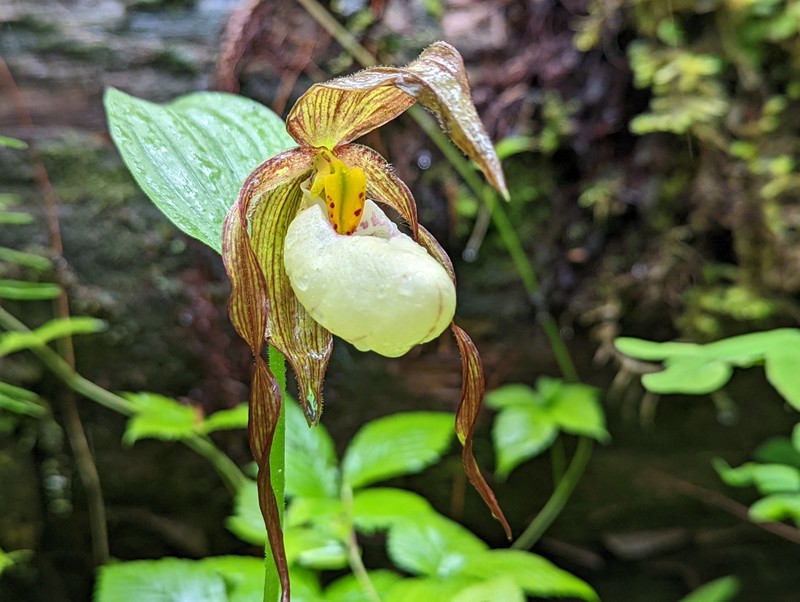 hybrid ladyslipper photo 5