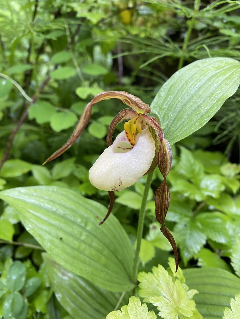 hybrid ladyslipper photo 6