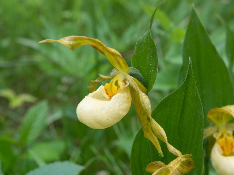 hybrid ladyslipper photo 7