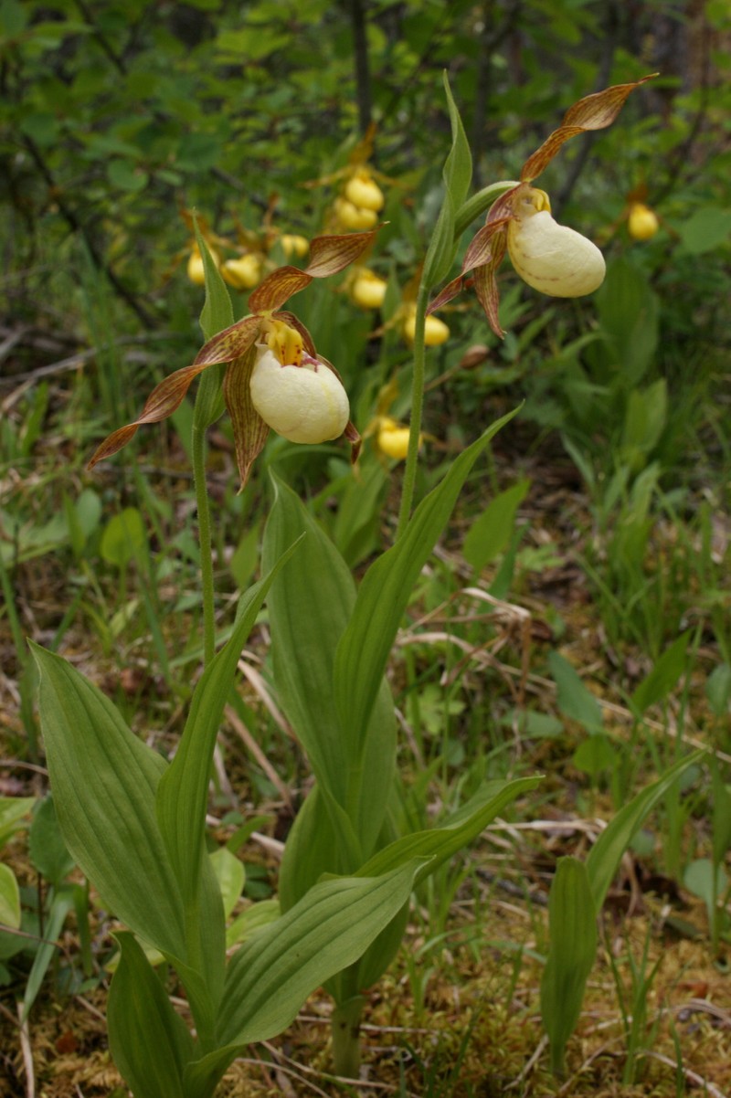 hybrid ladyslipper photo 8