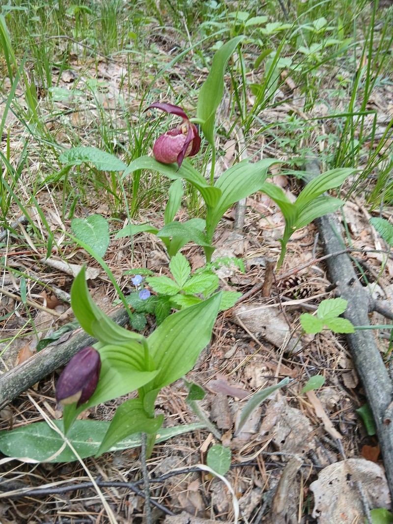 Cypripedium × ventricosum photo 2