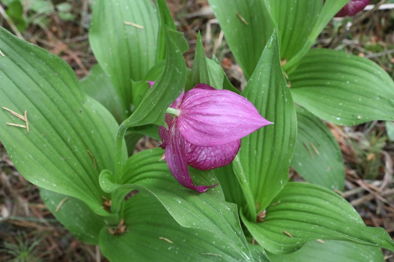 Cypripedium × ventricosum photo 3