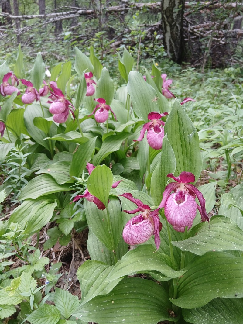 Cypripedium × ventricosum photo 4