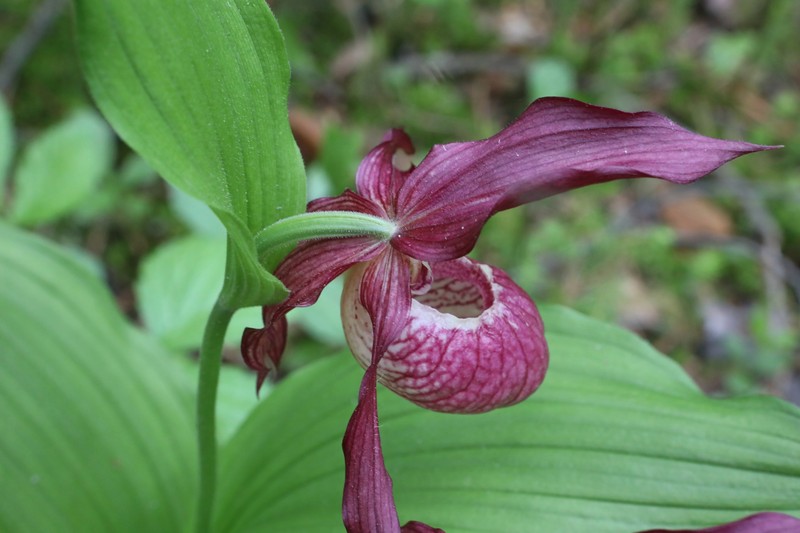 Cypripedium × ventricosum photo 5