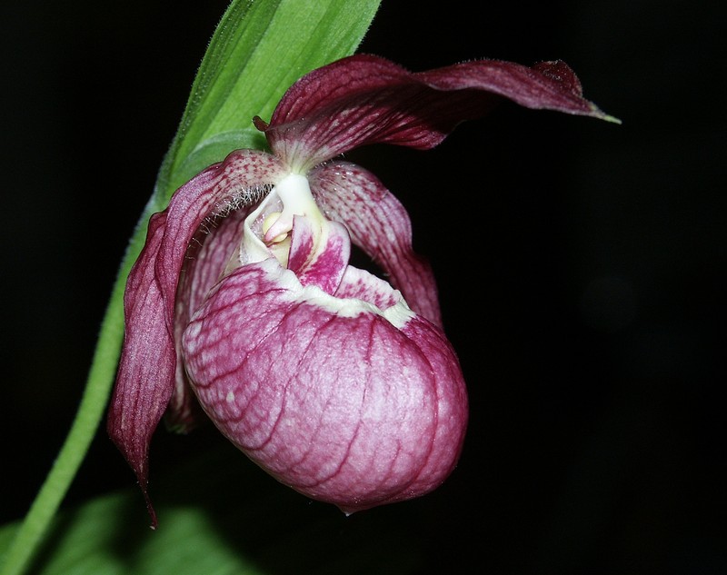 Cypripedium × ventricosum photo 6