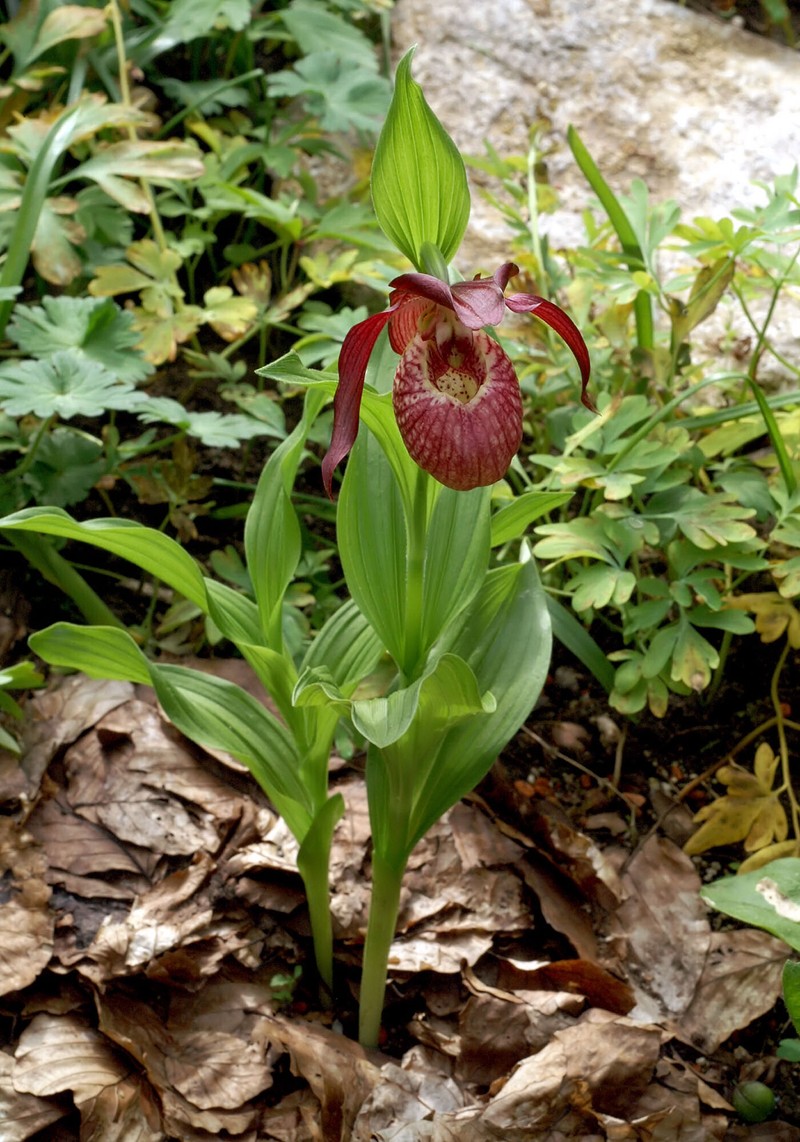 Cypripedium × ventricosum photo 7