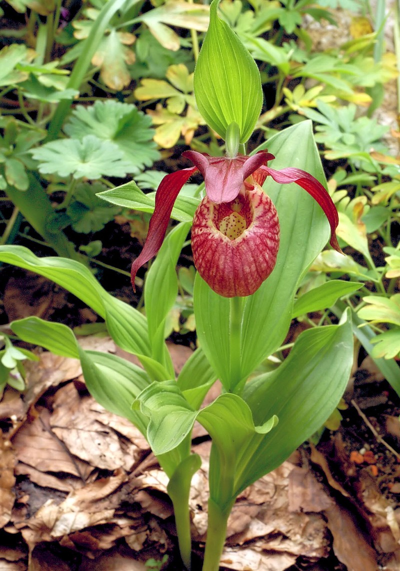 Cypripedium × ventricosum photo 8
