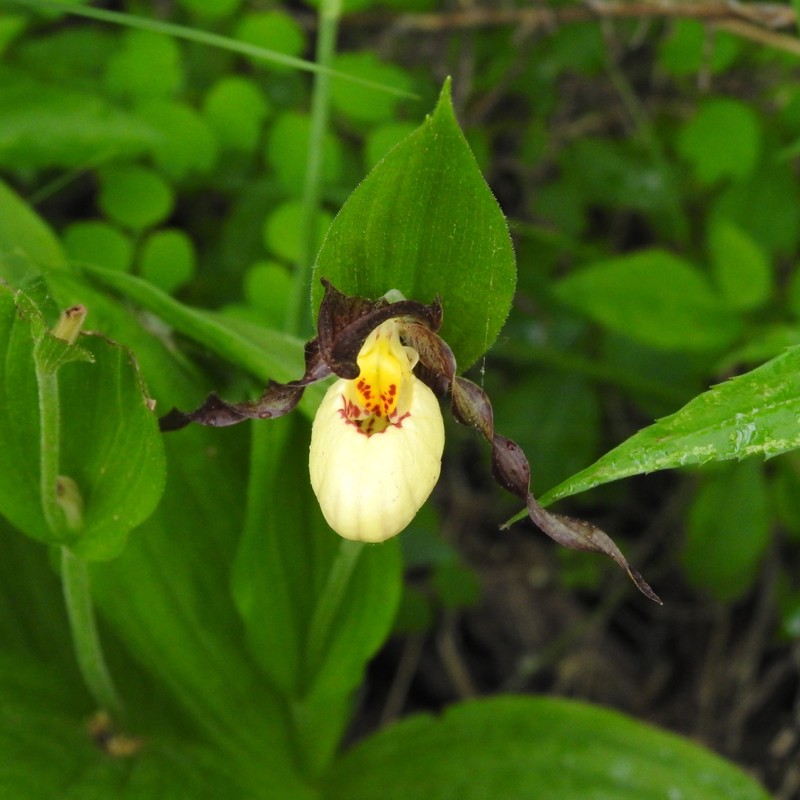 hybrid ladyslipper photo 2