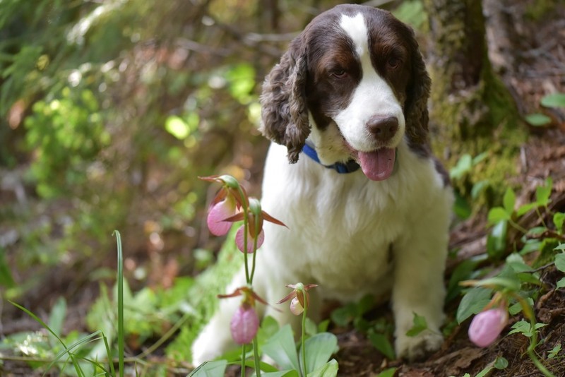 Moccasin Flower