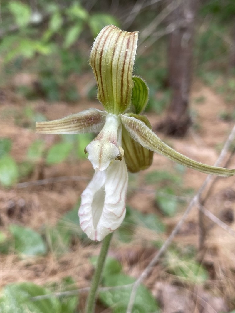 Moccasin Flower photo 2