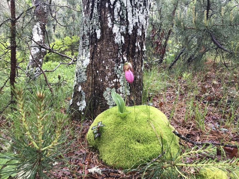 Moccasin Flower photo 3