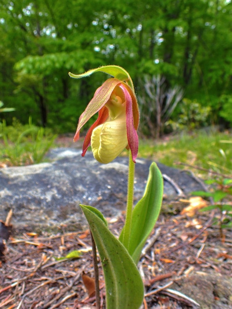 Moccasin Flower photo 4