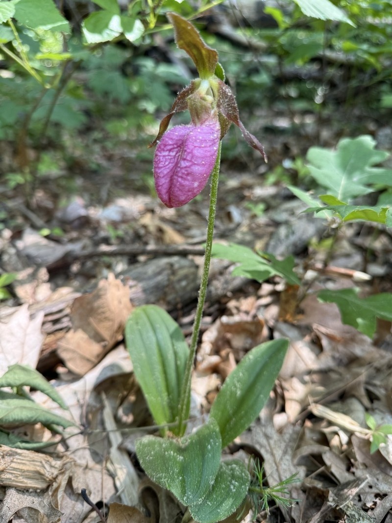 Moccasin Flower photo 5