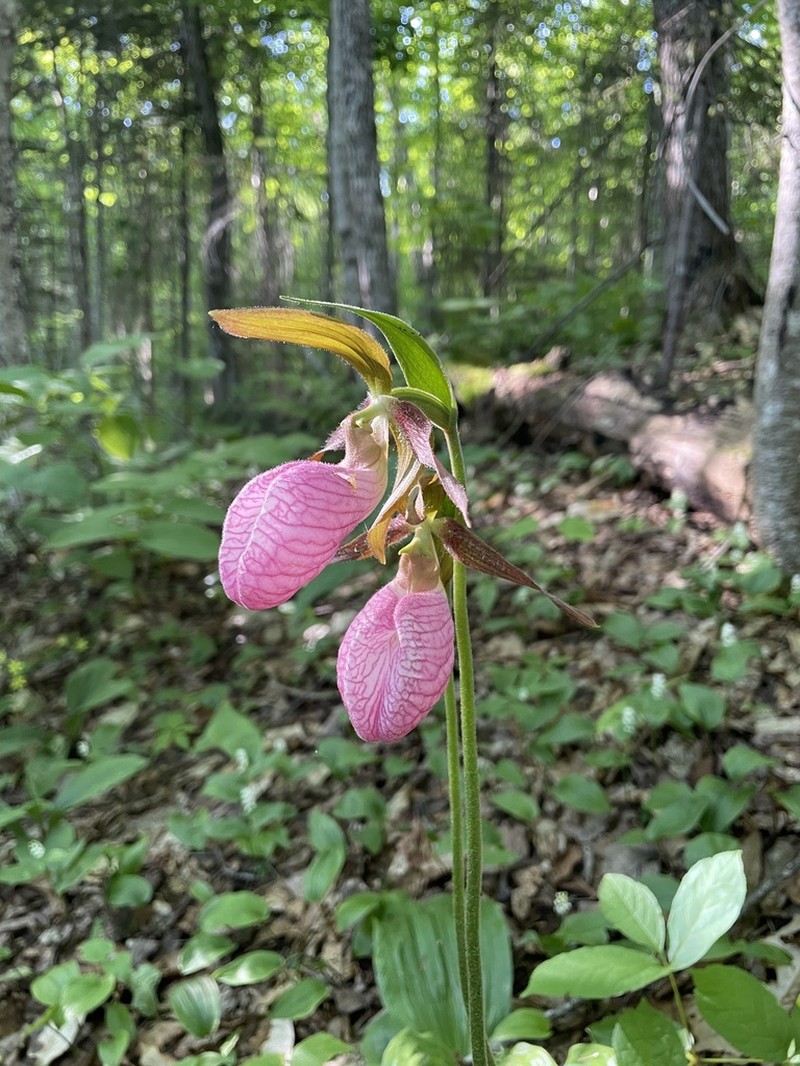 Moccasin Flower photo 6