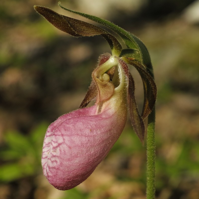 Moccasin Flower photo 7