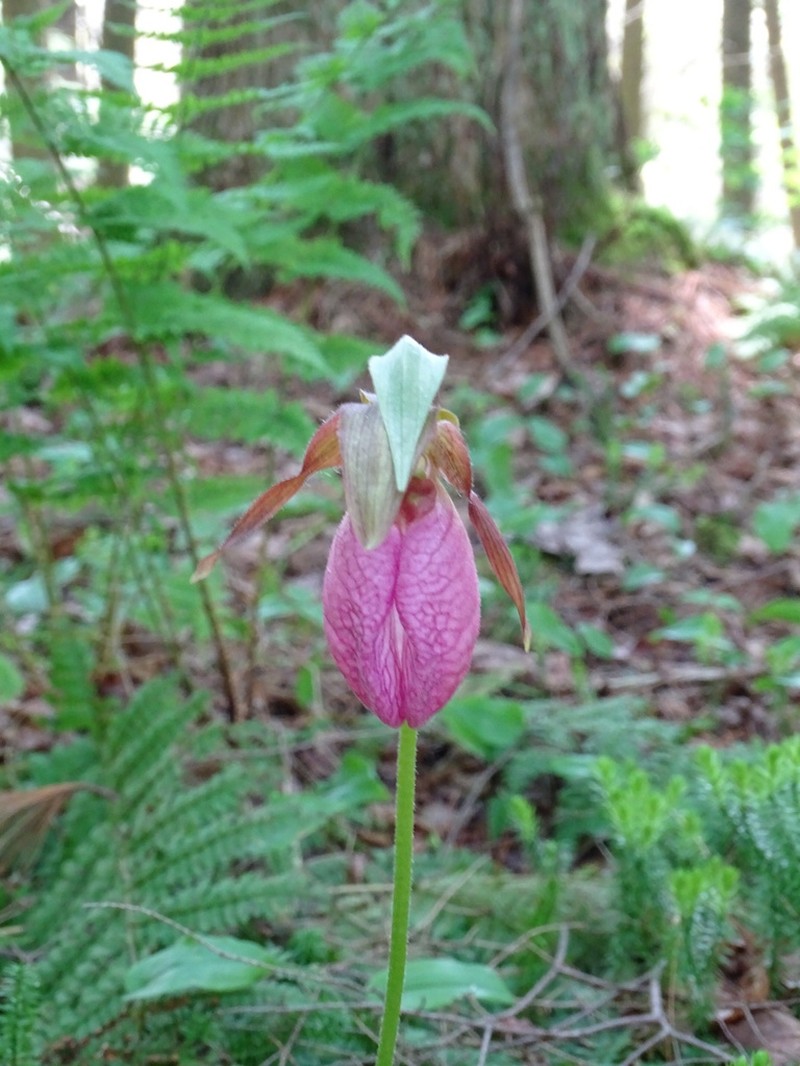 Moccasin Flower photo 8
