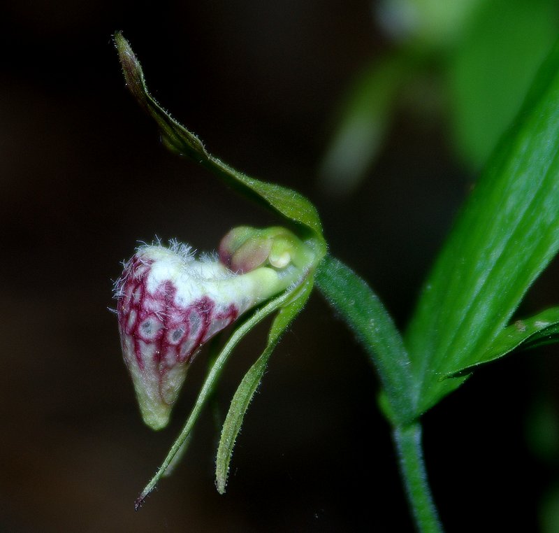 Ram's Head Lady's Slipper