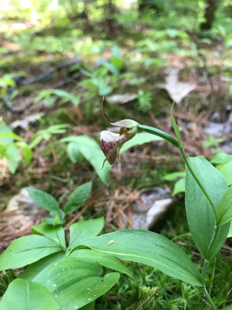 Ram's Head Lady's Slipper