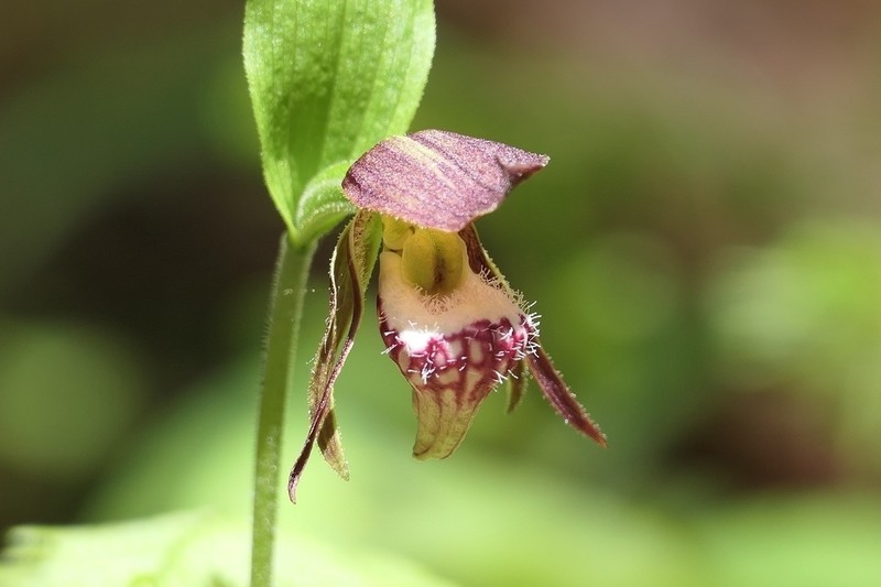 Ram's Head Lady's Slipper photo 2