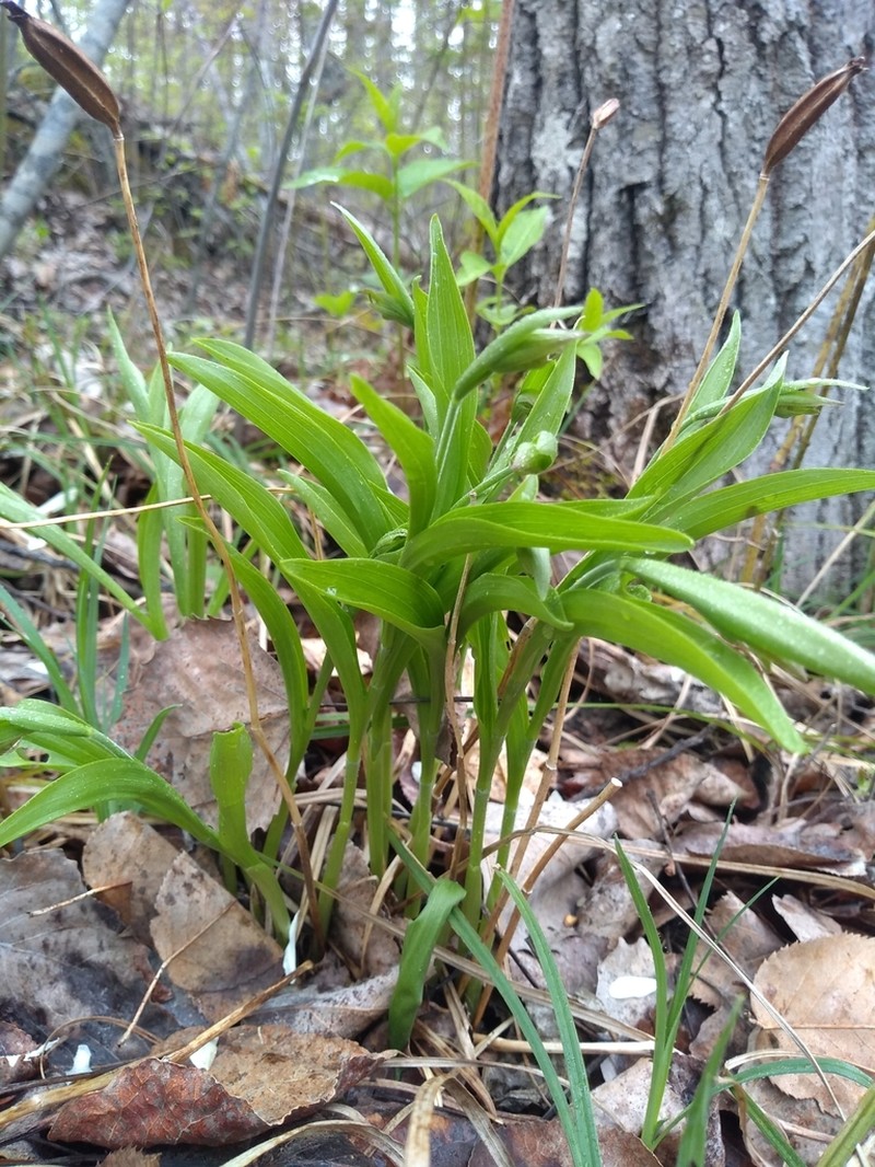 Ram's Head Lady's Slipper photo 3