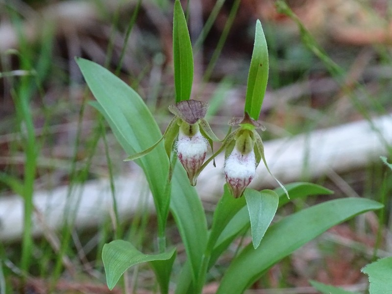 Ram's Head Lady's Slipper photo 4