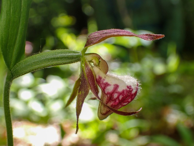 Ram's Head Lady's Slipper photo 5