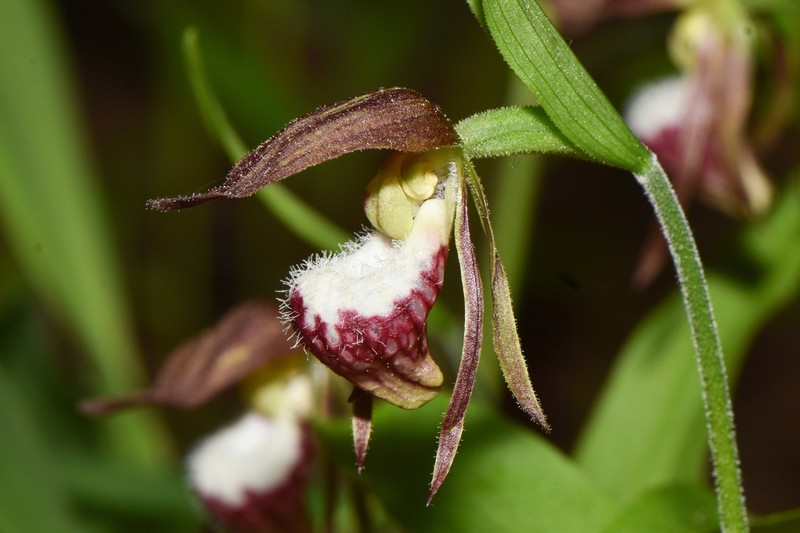 Ram's Head Lady's Slipper photo 6