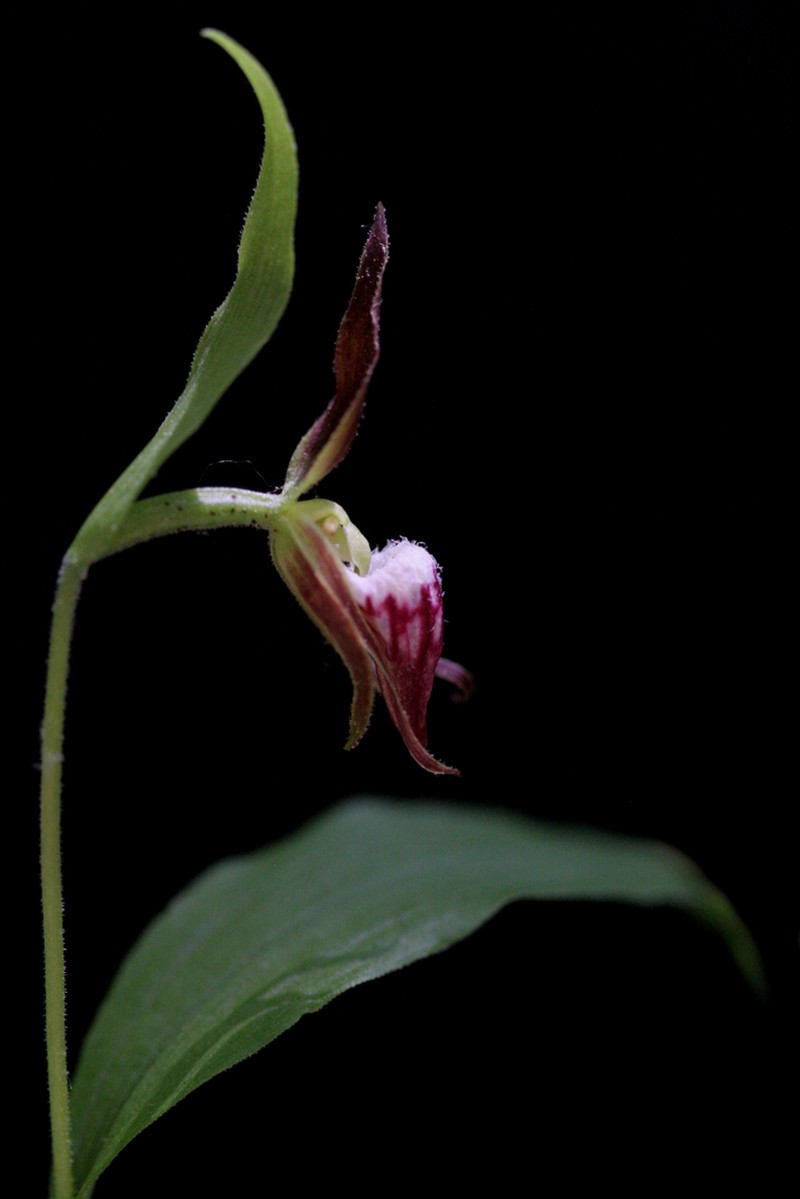 Ram's Head Lady's Slipper photo 7