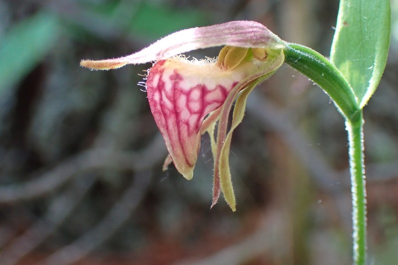 Ram's Head Lady's Slipper photo 8