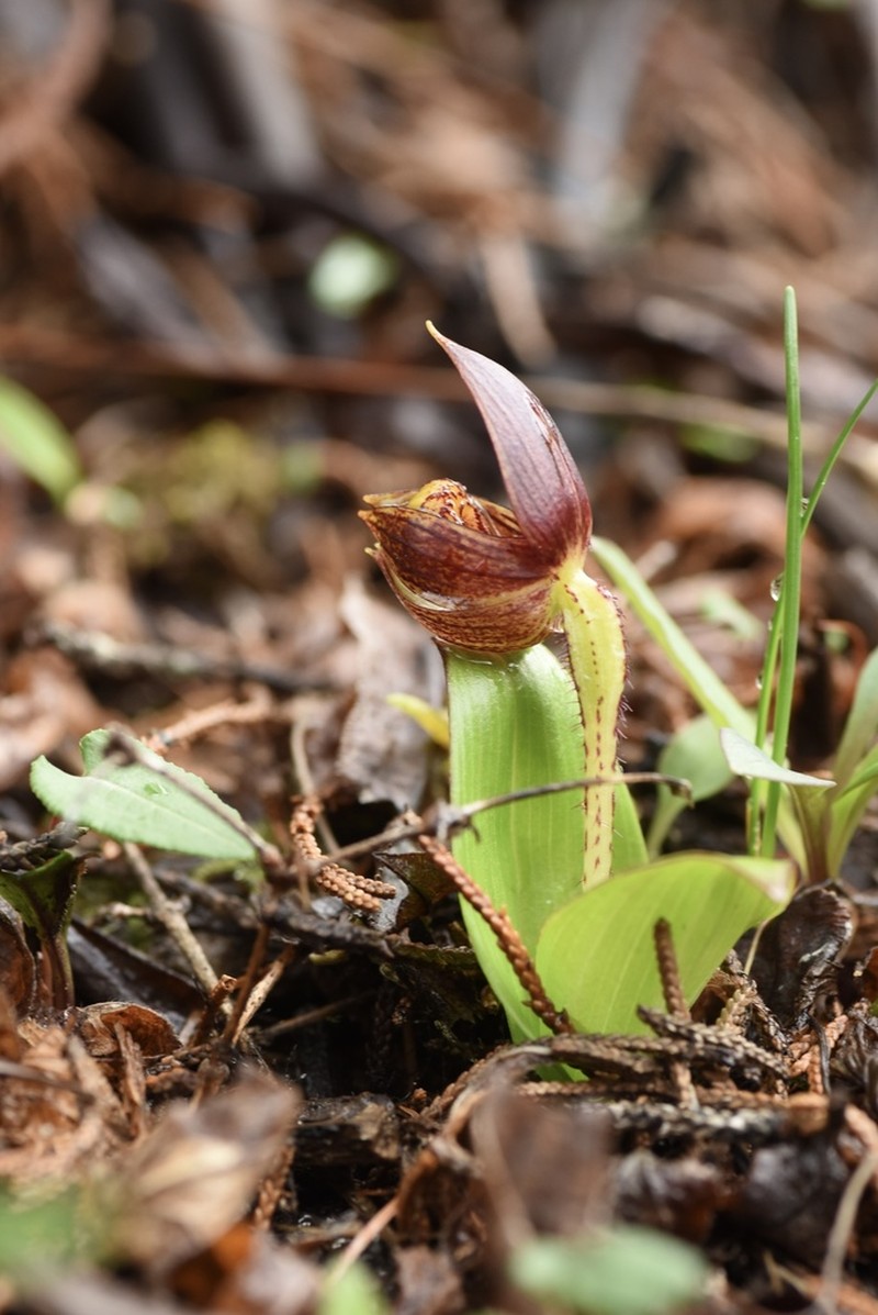 Cypripedium bardolphianum
