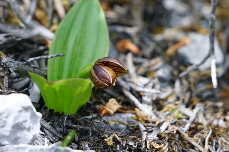 Cypripedium bardolphianum photo 2