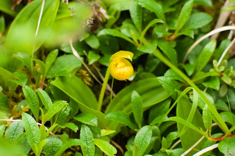 Cypripedium bardolphianum photo 3