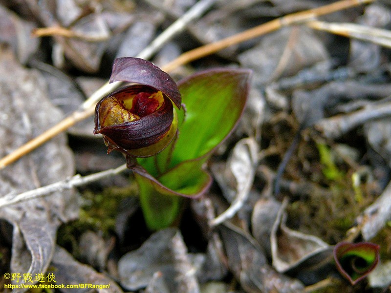 Cypripedium bardolphianum photo 4