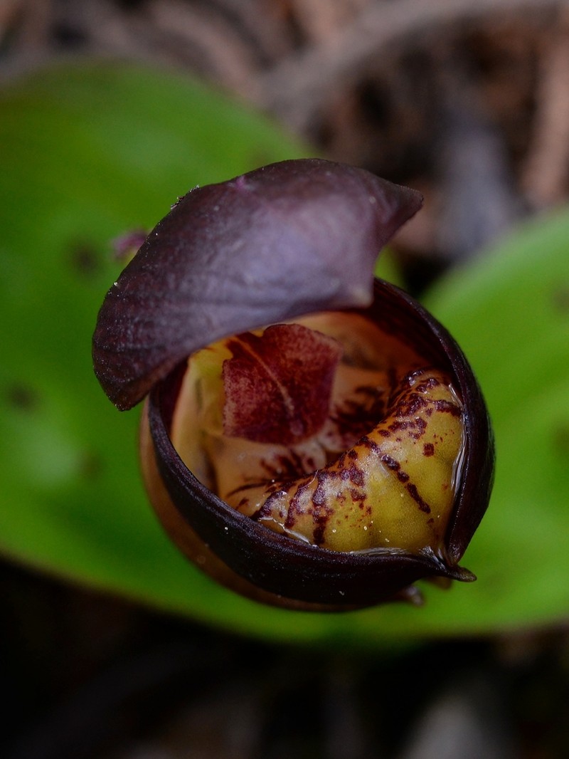 Cypripedium bardolphianum photo 5