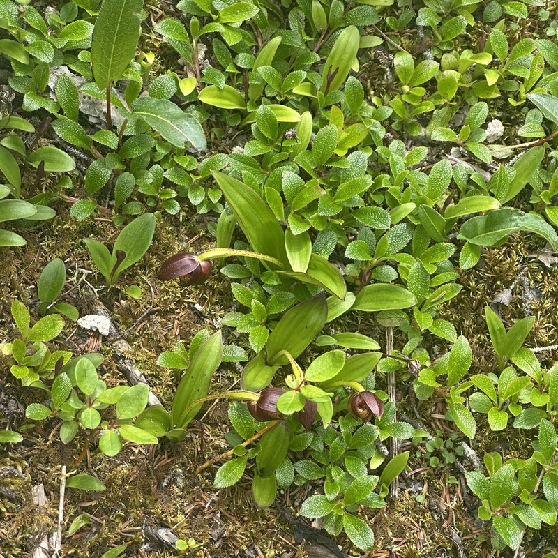 Cypripedium bardolphianum photo 6