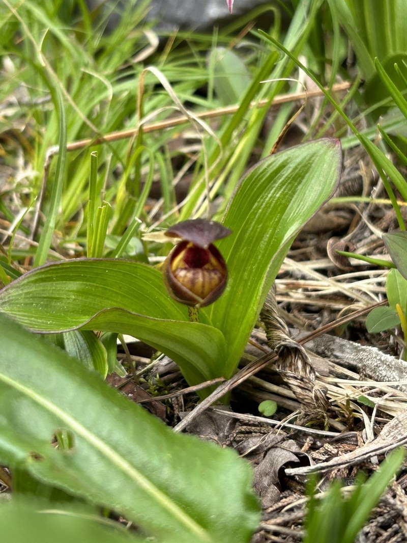 Cypripedium bardolphianum photo 7