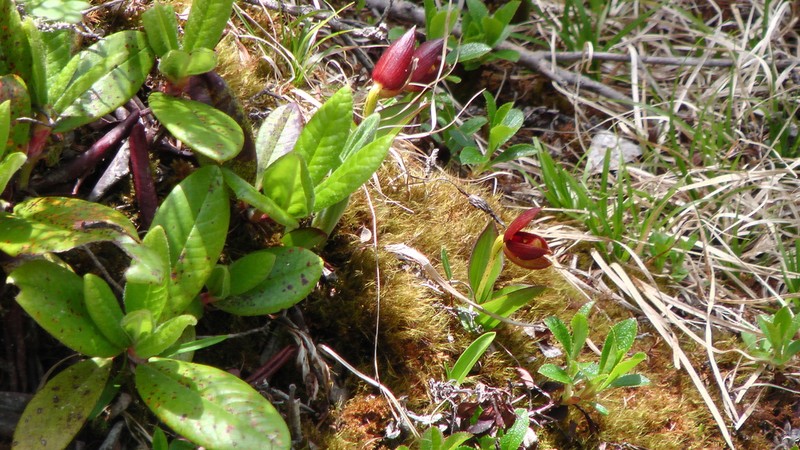 Cypripedium bardolphianum photo 8