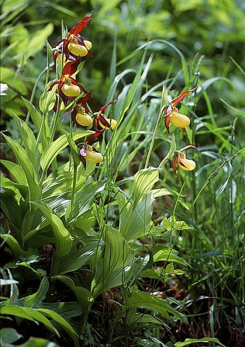 Cypripedium calceolus