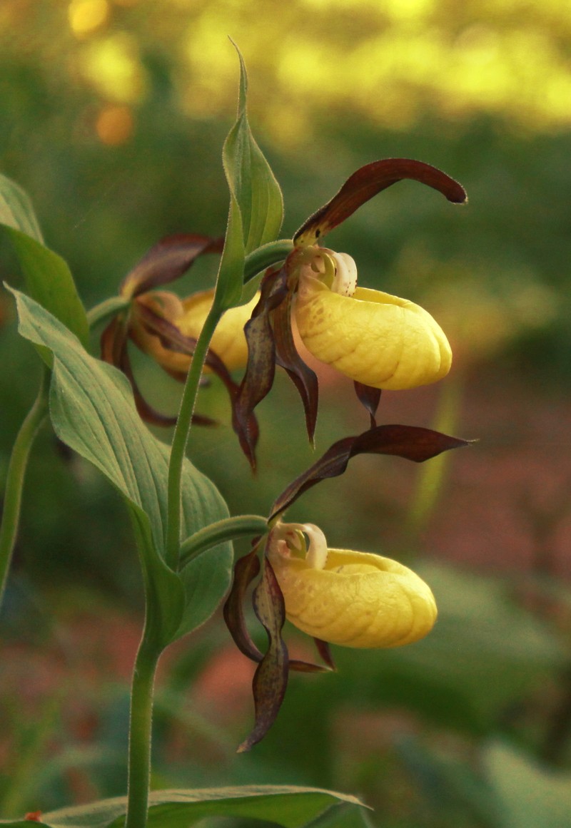 Cypripedium calceolus photo 2