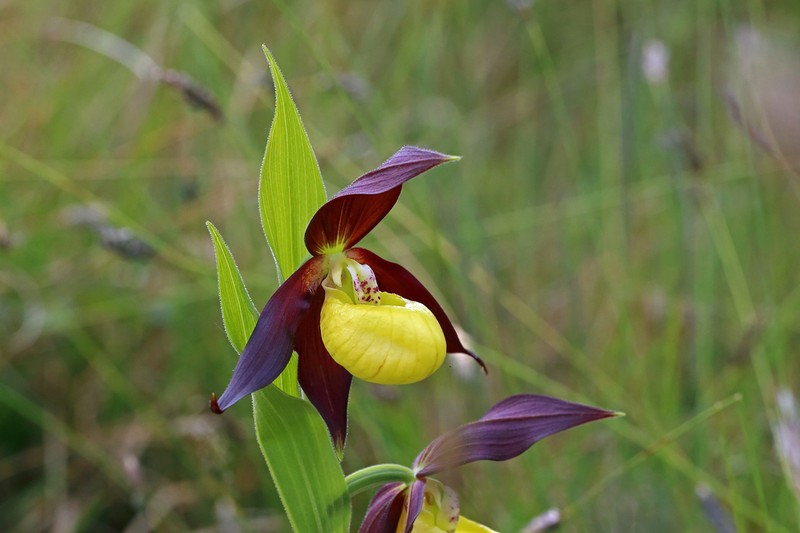 Cypripedium calceolus photo 3