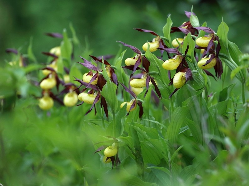 Cypripedium calceolus photo 4