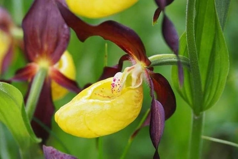 Cypripedium calceolus photo 5