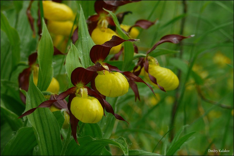 Cypripedium calceolus photo 6