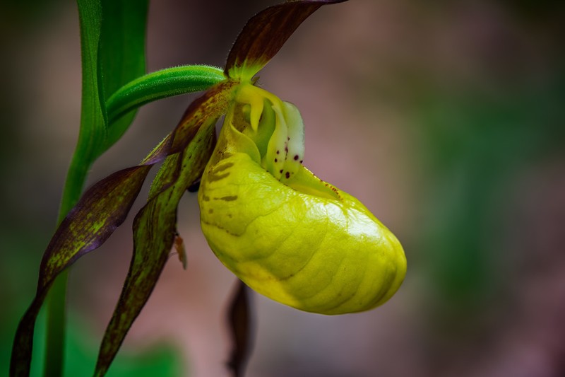 Cypripedium calceolus photo 7