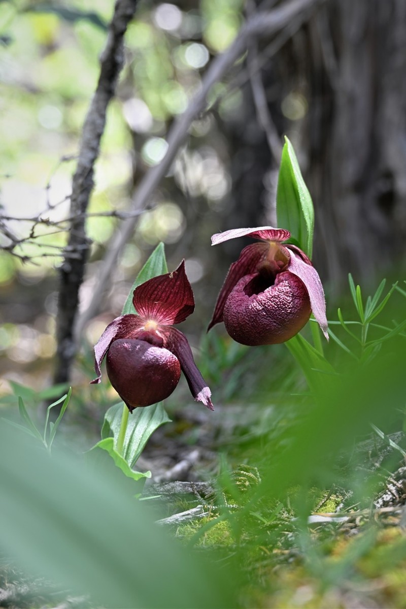 Cypripedium calcicola