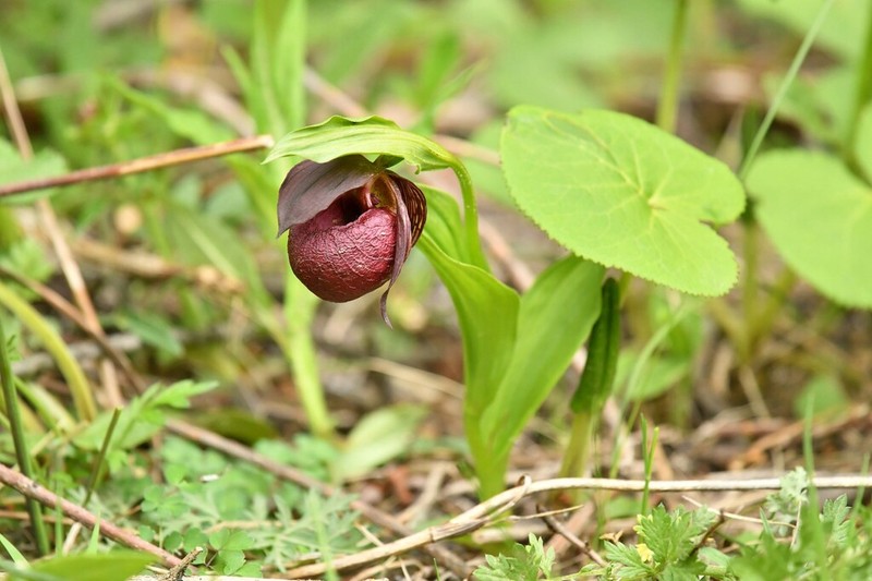 Cypripedium calcicola photo 2